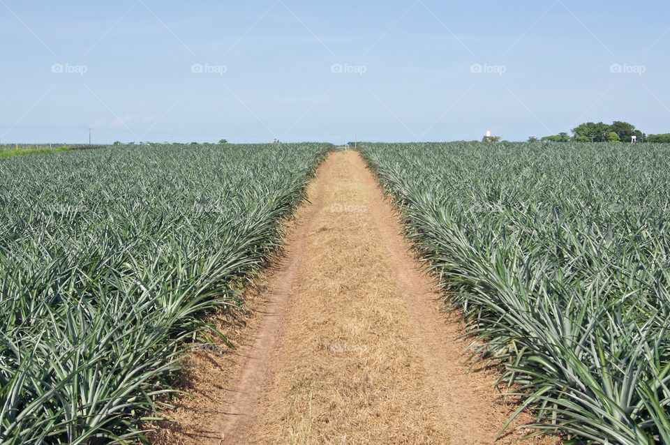 Dirt road between pineapples field