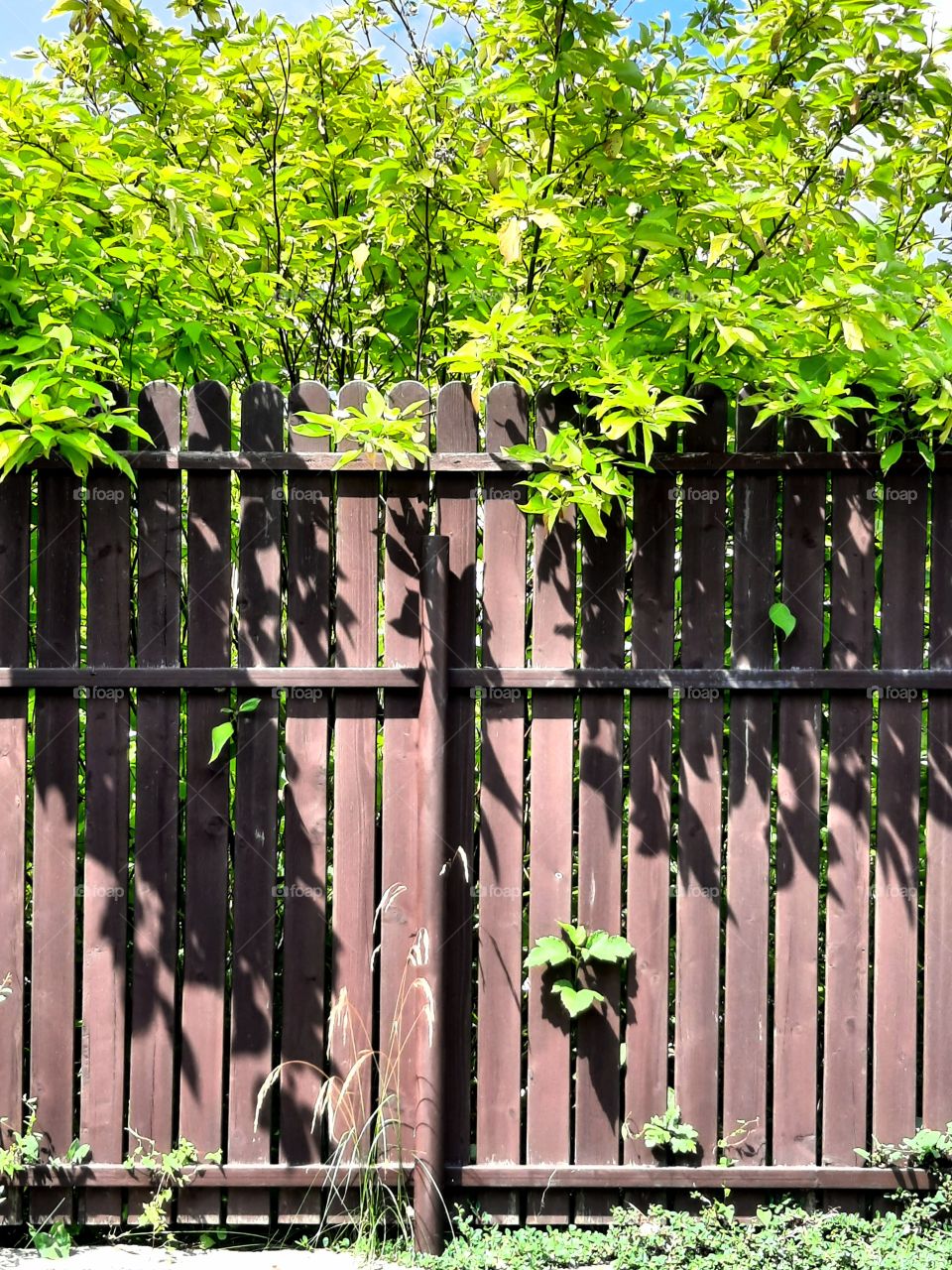 shadows  of shrubs overgrowing wooden fence