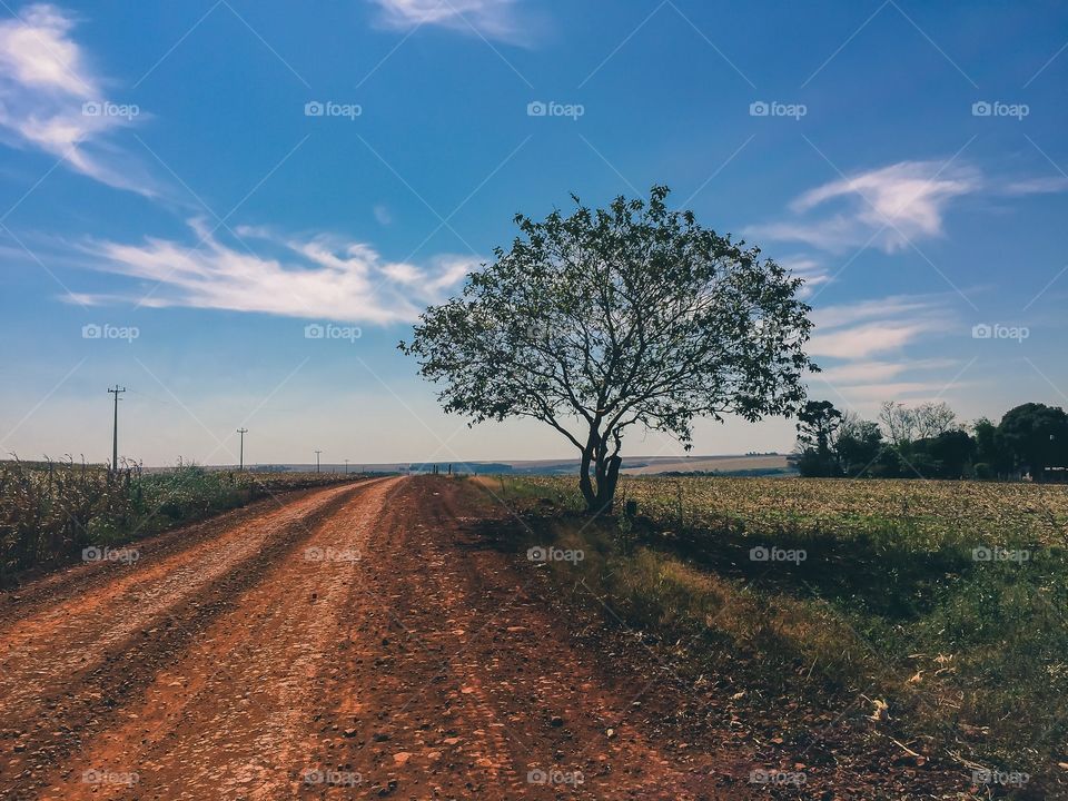 The tree in the country road