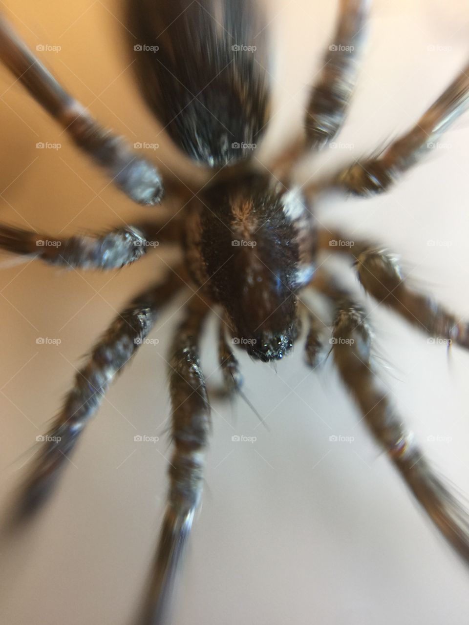 Macro spider