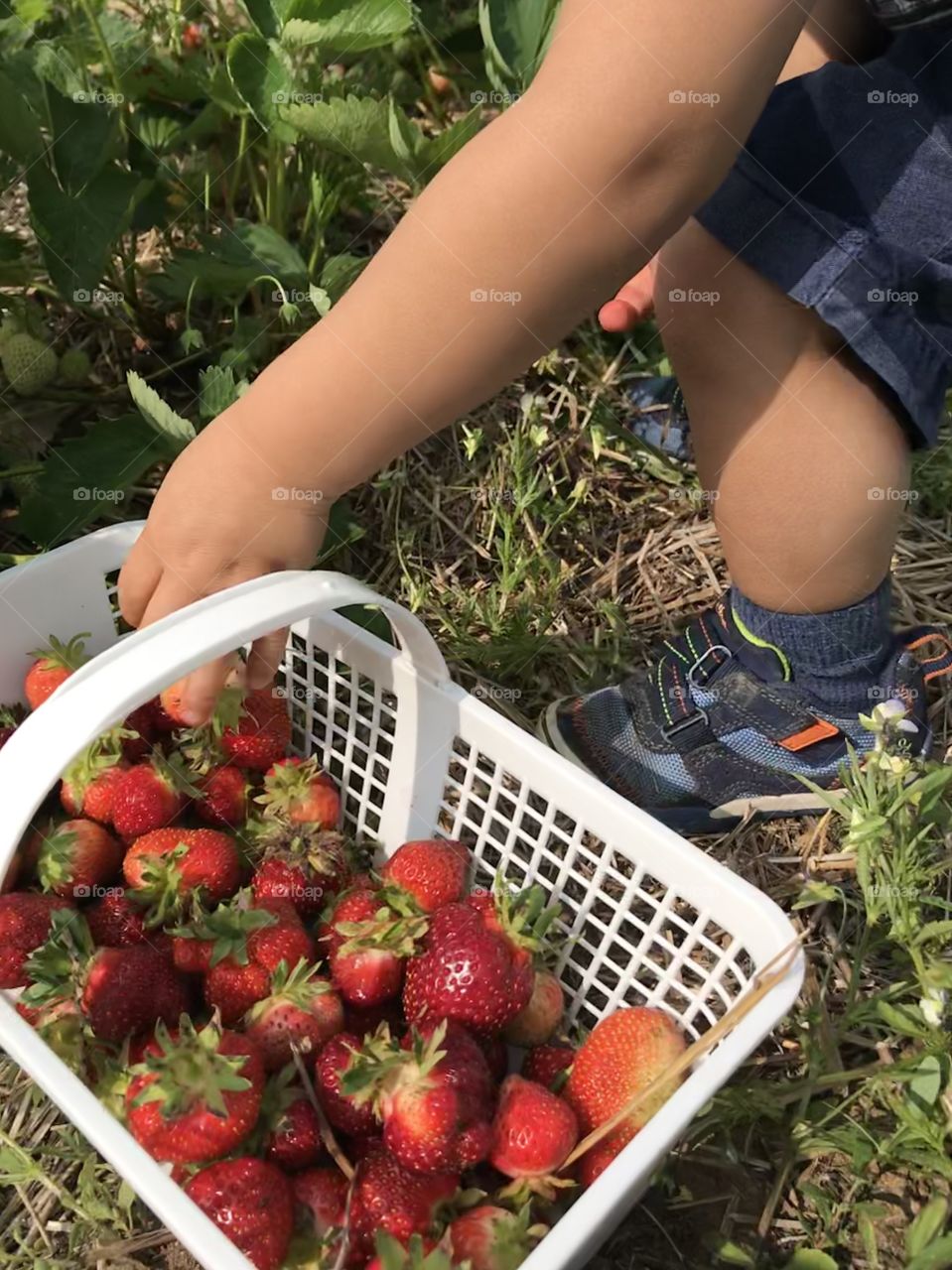 Child with a basket of strawberries
