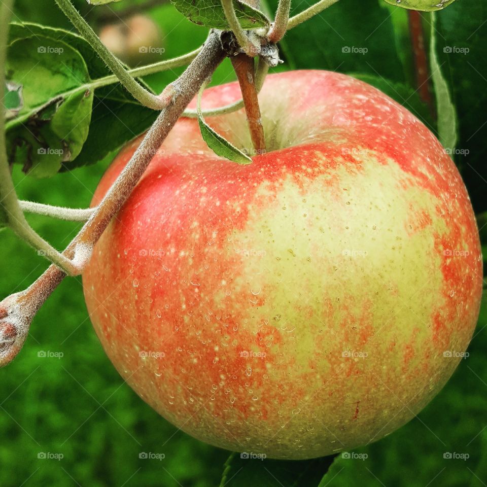 A perfect apple awaits picking.