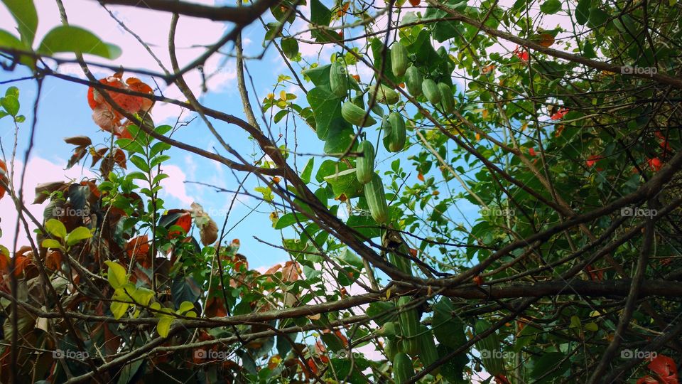 Pepinos, flores, árvore, cipós, folhagens...