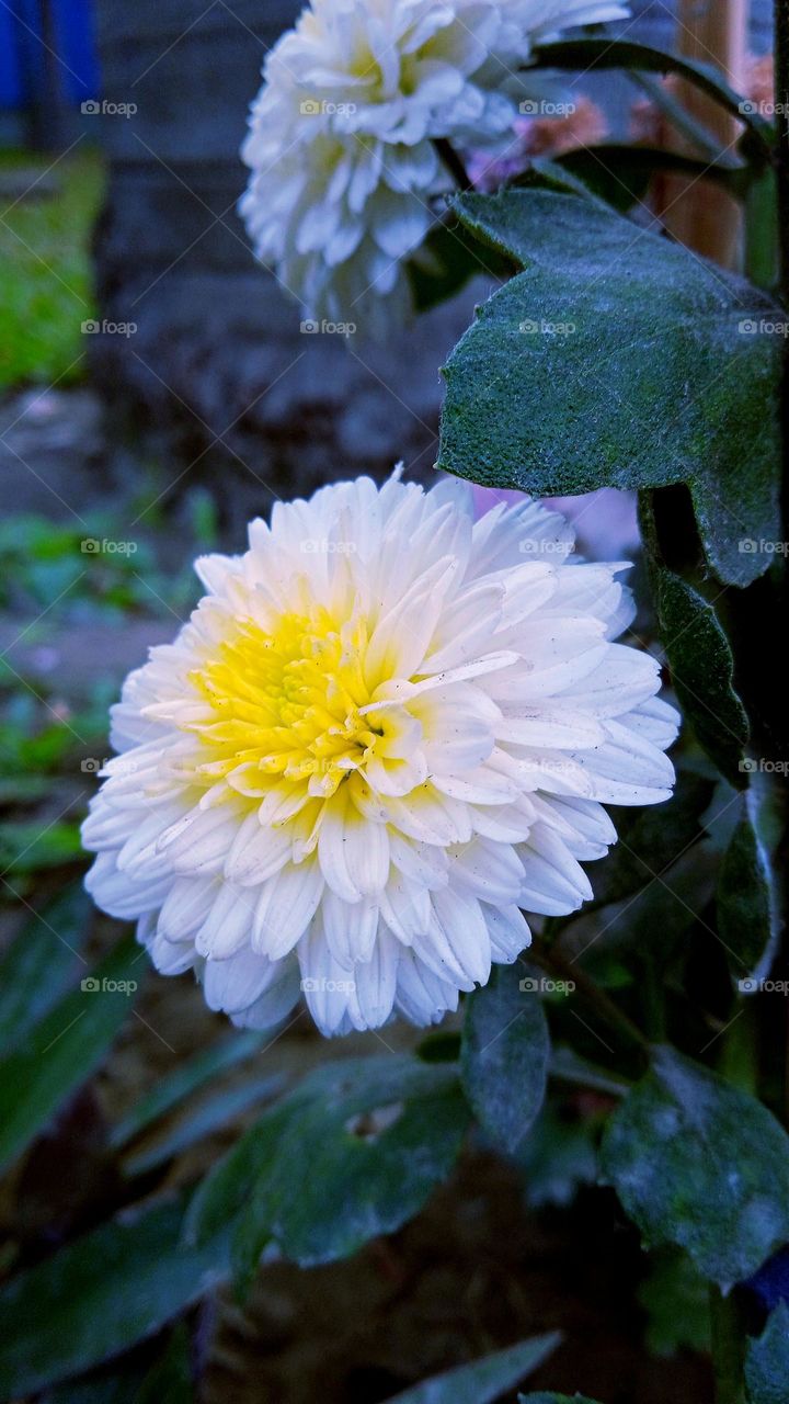 People cannot live where flowers fall. - Napoleon