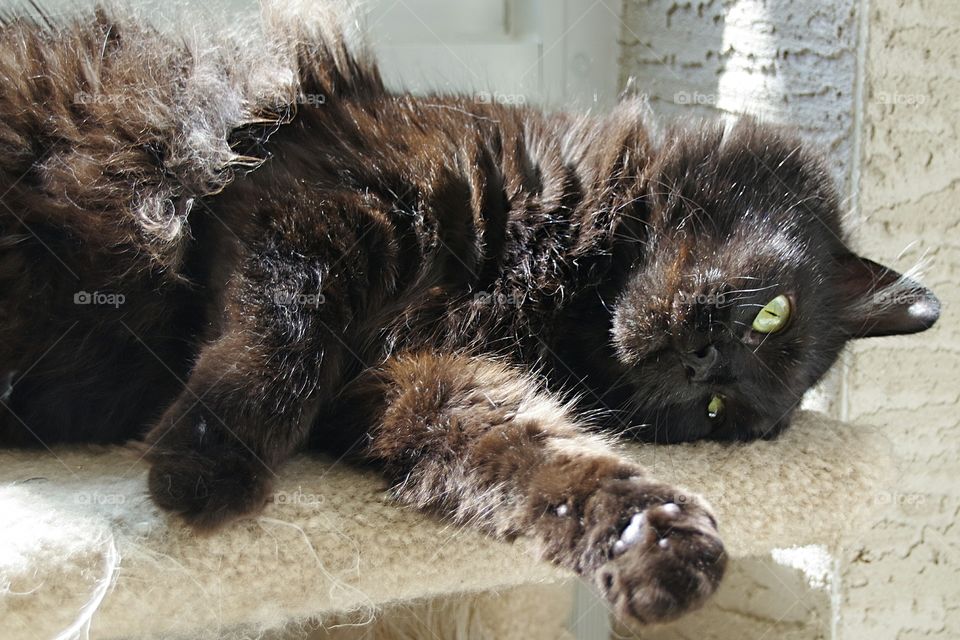 black fluffy cat looking cute
