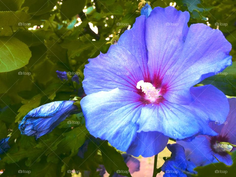 Blue velvet flower