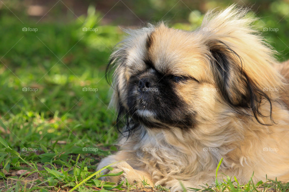 Pekingese puppy relaxing in the shade under a tree