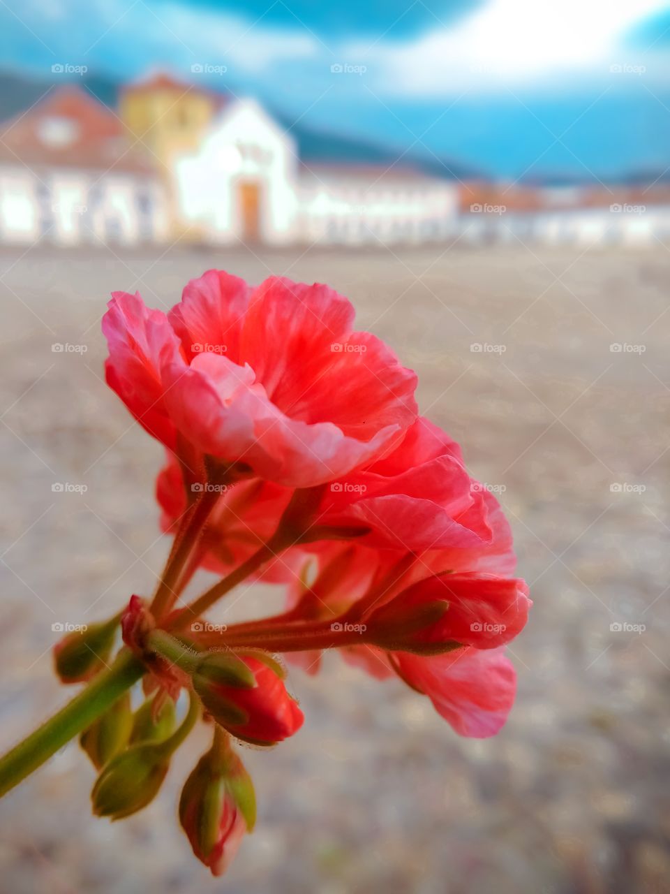 Flowers in the main square of Villa de Leyva Colombia