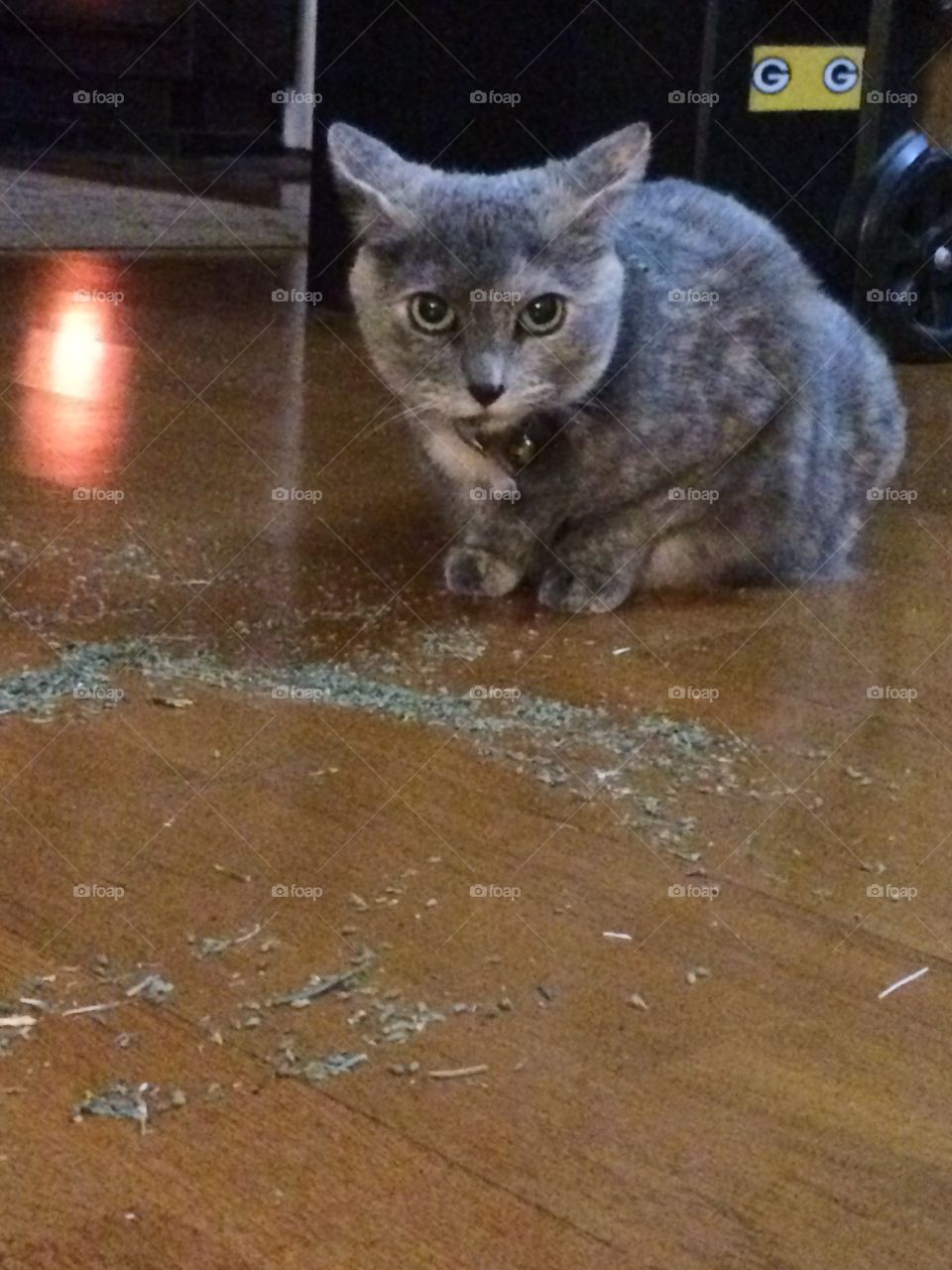 Don't touch my catnip!