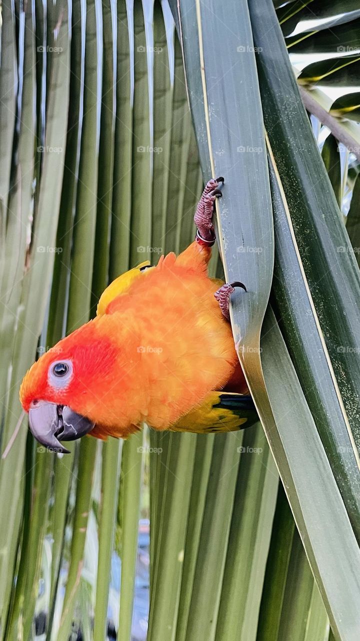 Birds and bee’s beauty 