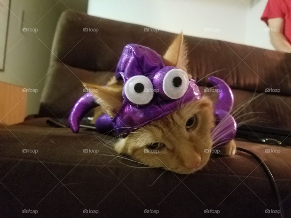 The only thing that slows Grif down is his octopus hat.