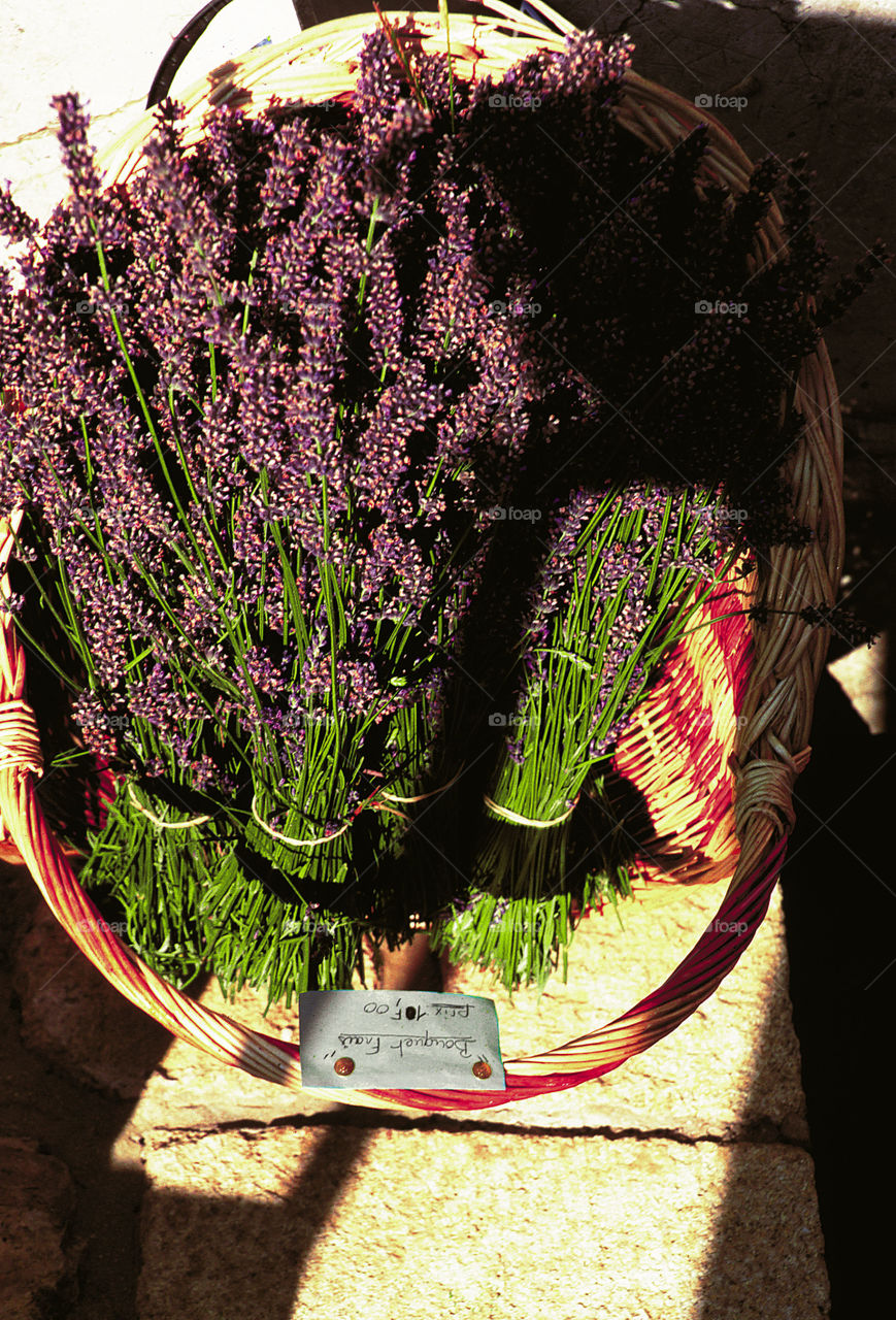 Lavender. Provence