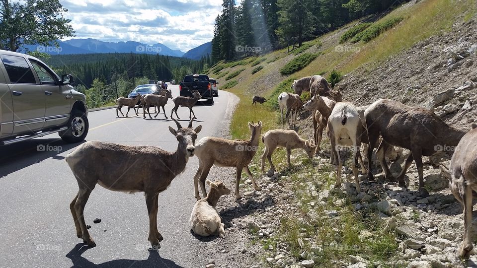 Mountain Goats, Lake Minnewanka Scenic Drive, beside Two Jack Lake, Canadian Rockies, Canada 🍁
