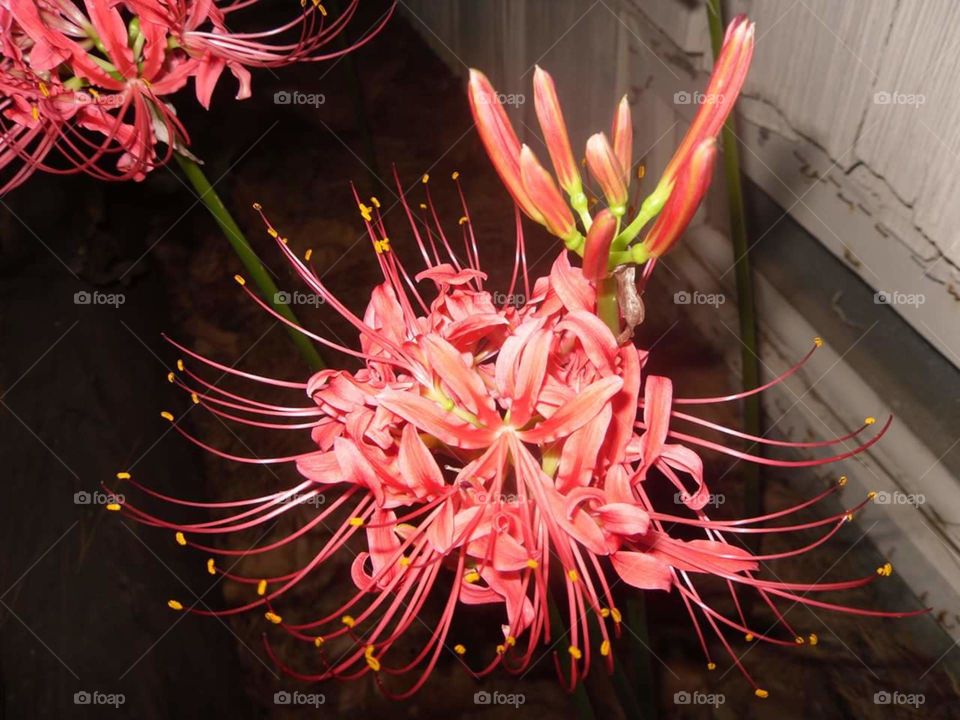 Lycoris Radiata -Red spider lily