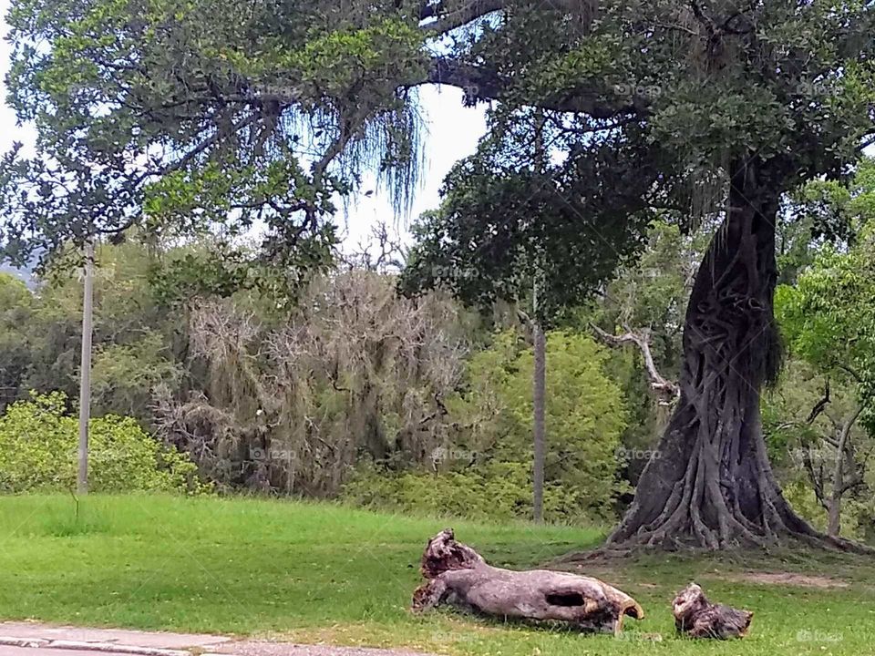 A captura de um tronco caído, visão de uma mulher nua.