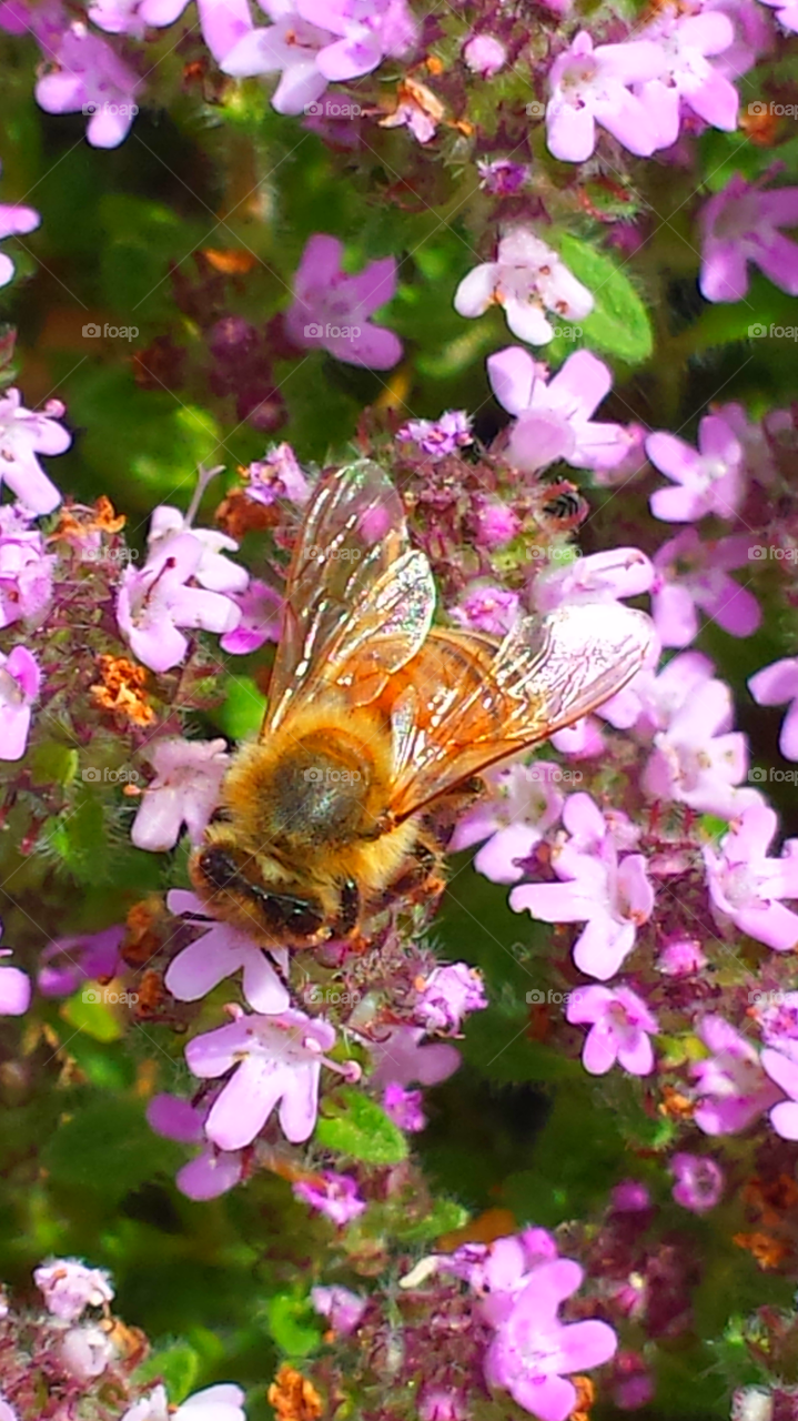 Bee In Garden