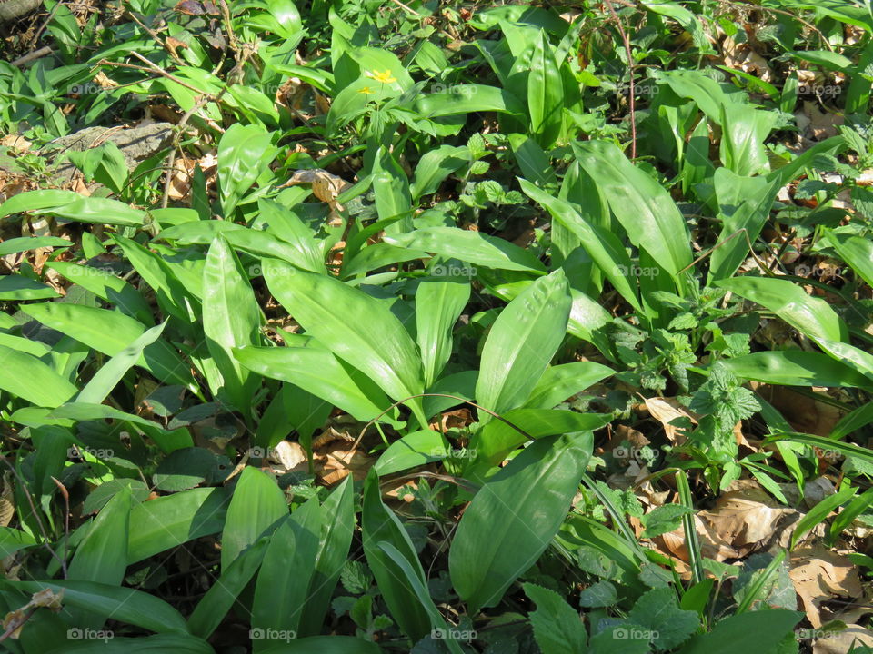 Allium sativum leafs closeup