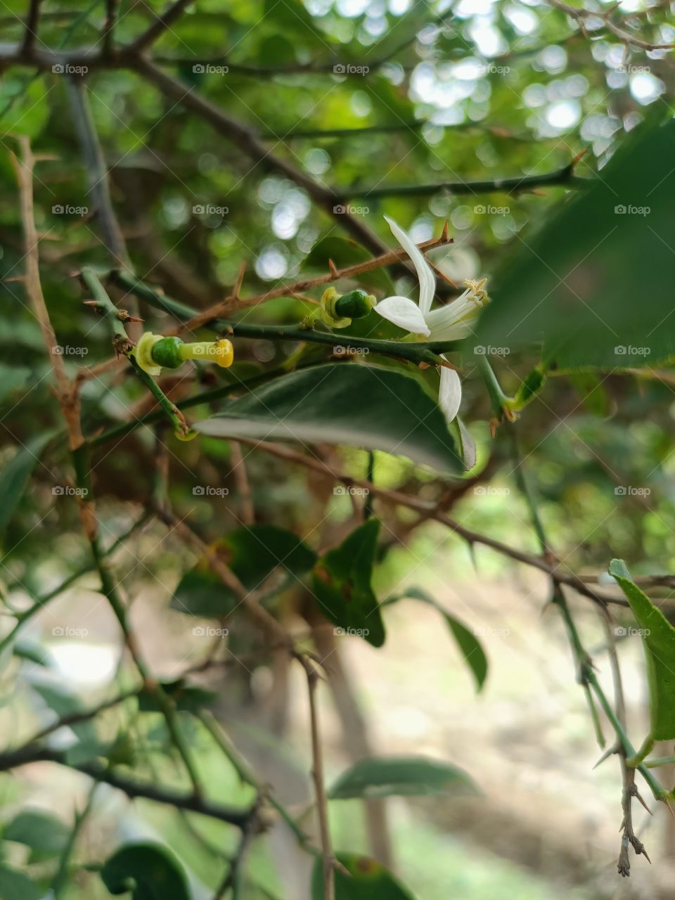 baby fruit of lemon
