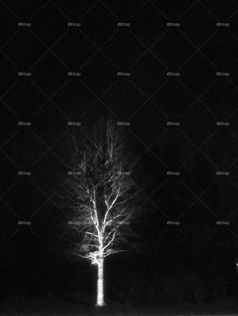 Under-lit tree