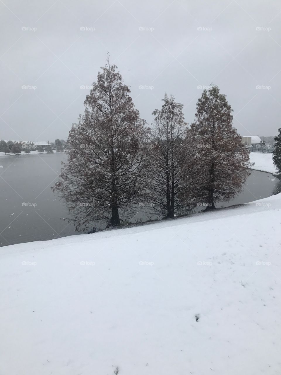 Snowy Trees 