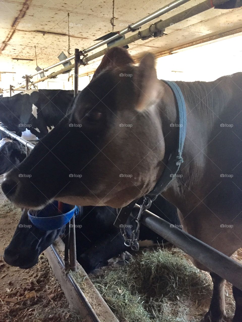 Cows in the barn
