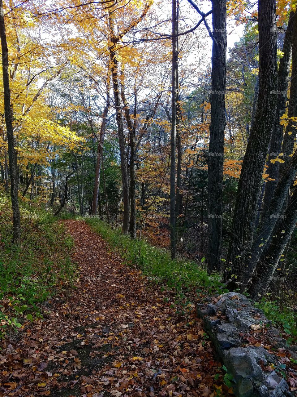 Leafy Trail