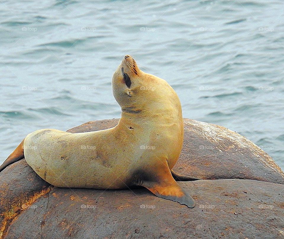 Seal