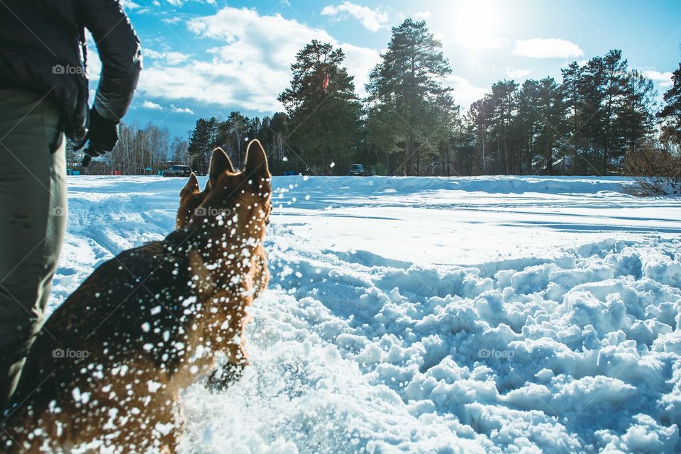 playing with dogs