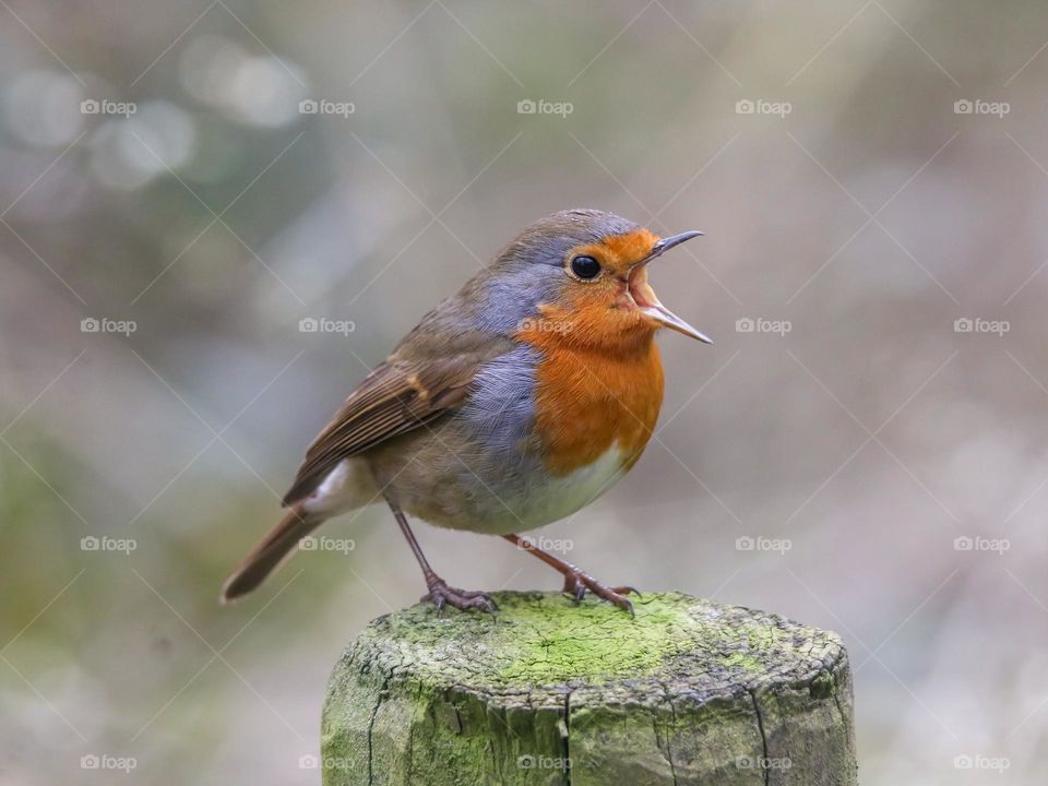 Robin portrait singing in a park