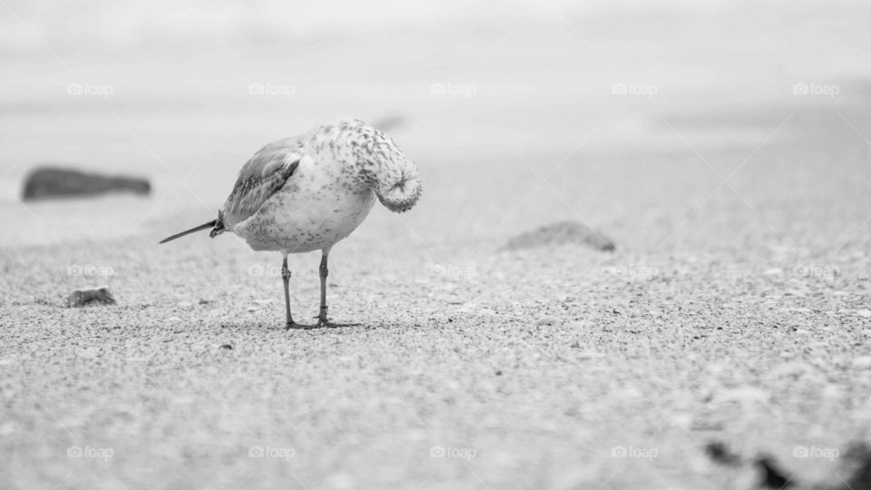 Odd bird . Black and white image of a seagull looking backwards on the beach.  