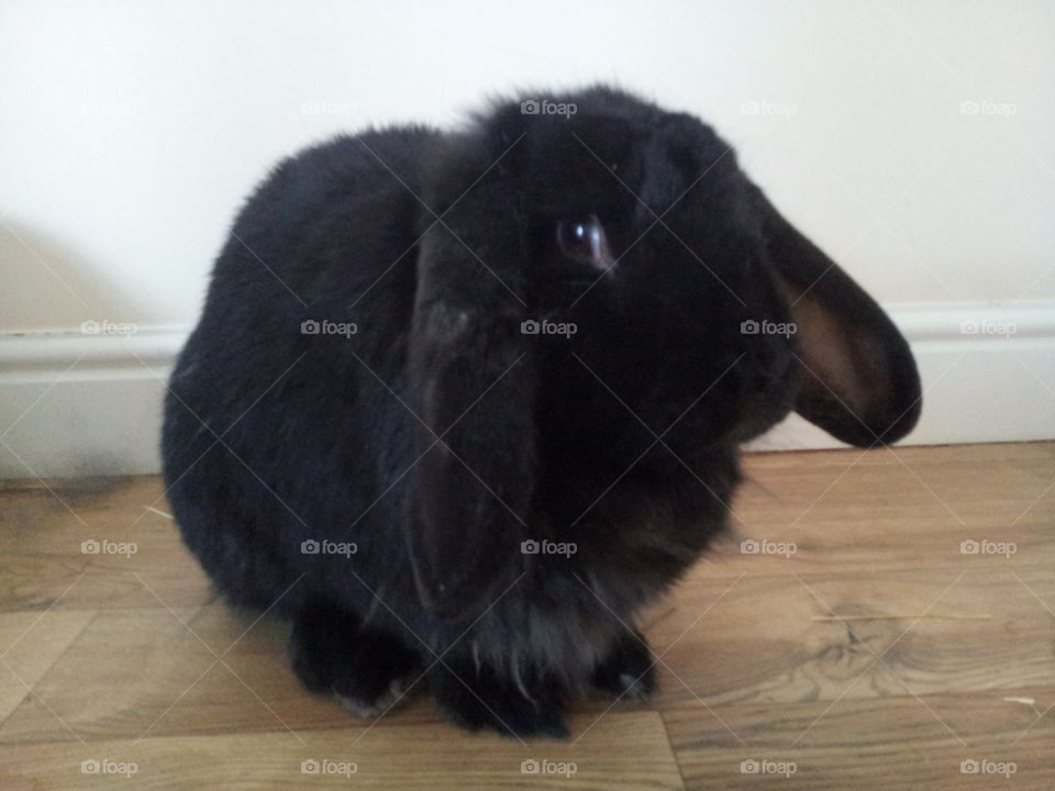 Black rabbit on wooden floor