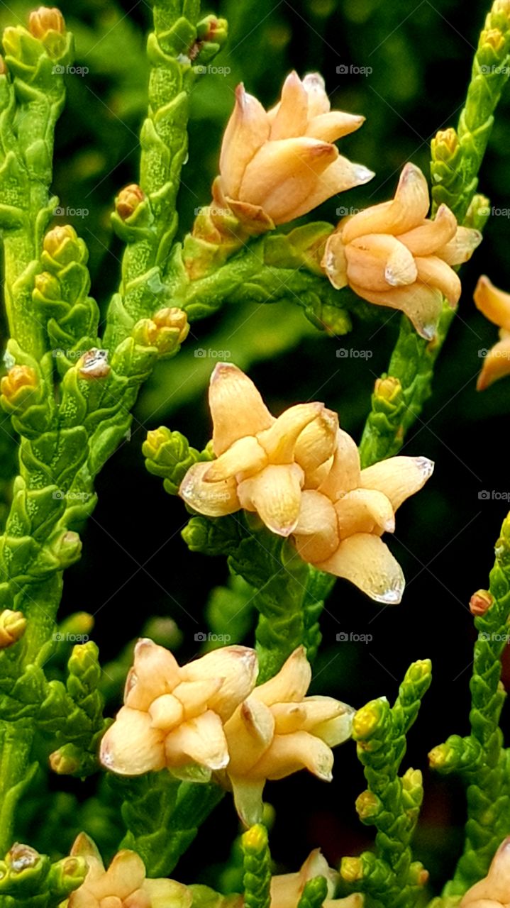 green yellow spring flower