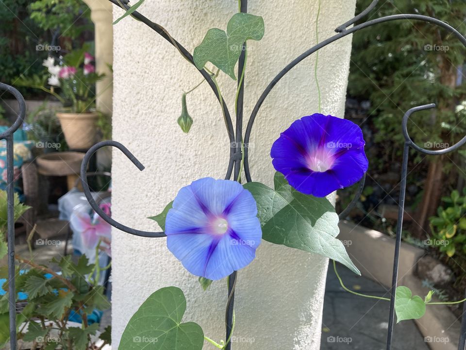 Purple morning glories on trellis 