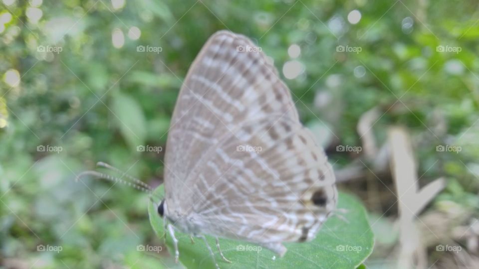 A small butterfly perched on a leaf