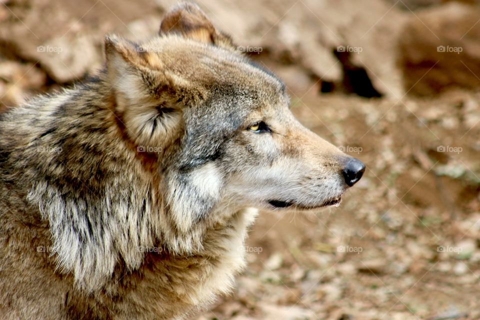 Mexican Grey Wolf 