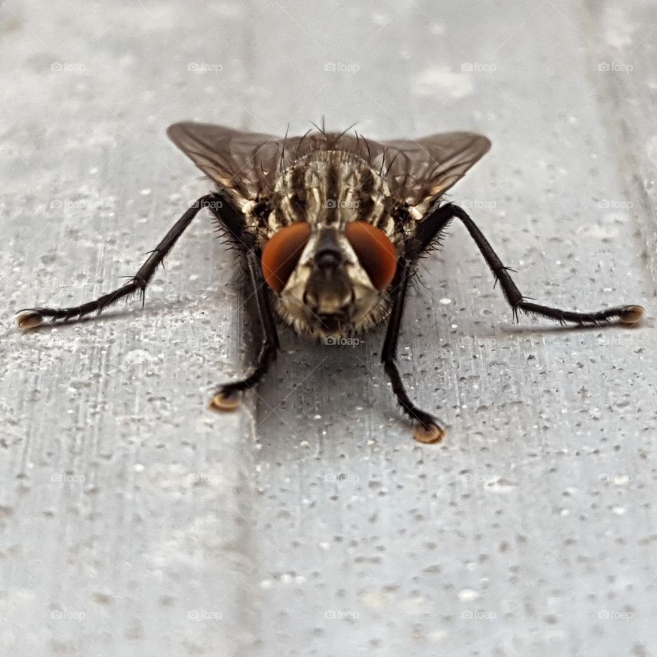 closeup of fly