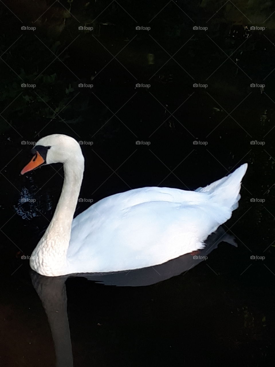 Graceful Swan