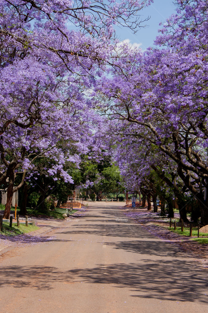 Jacarandas blooming 