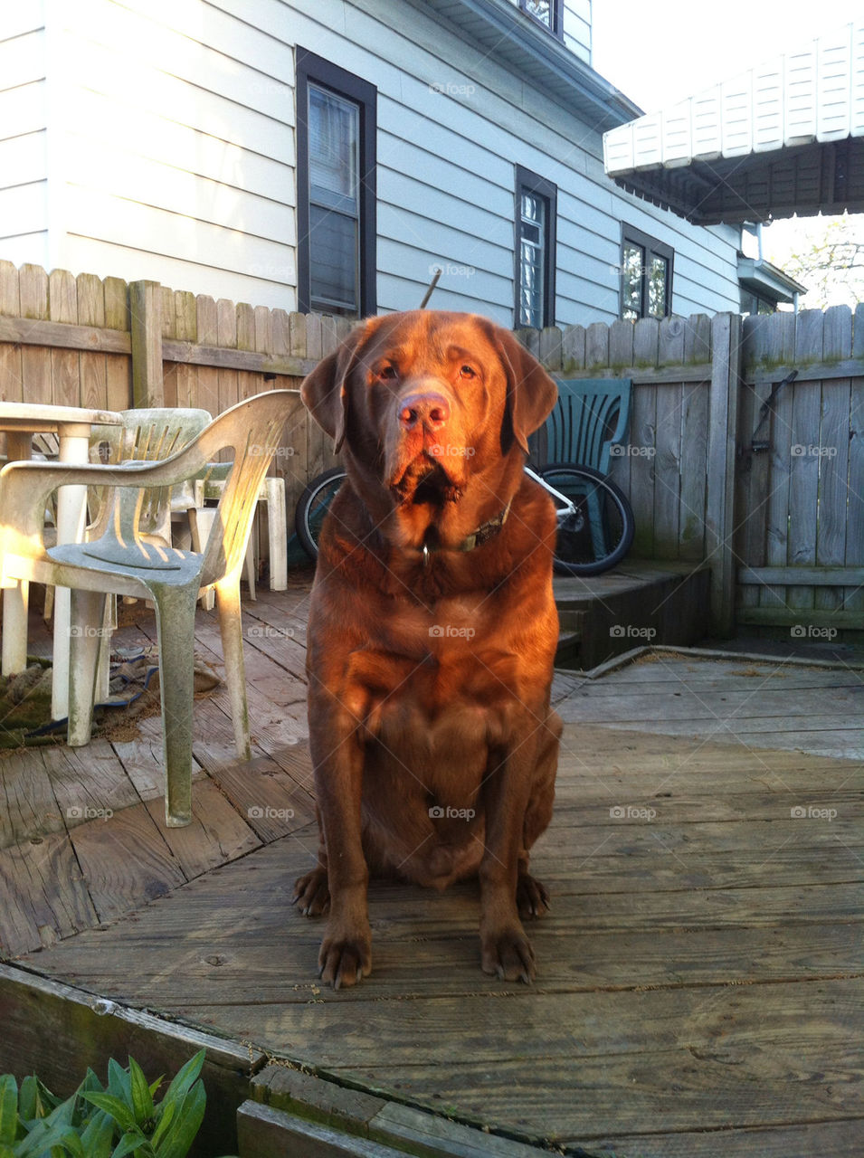 backyard milwaukee chocolate lab by doug414