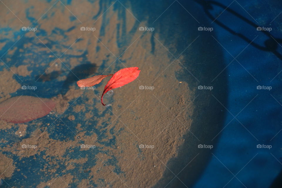 Autumn leaves floating on water