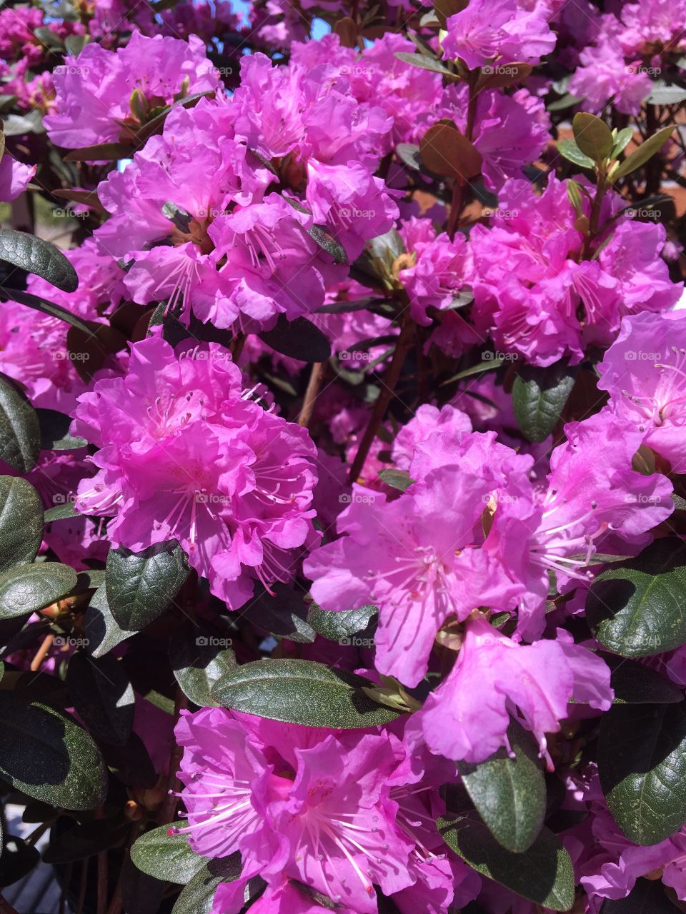 Pink  Rhododendron