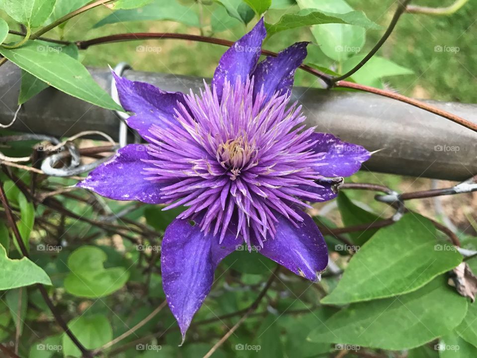 Purple flower