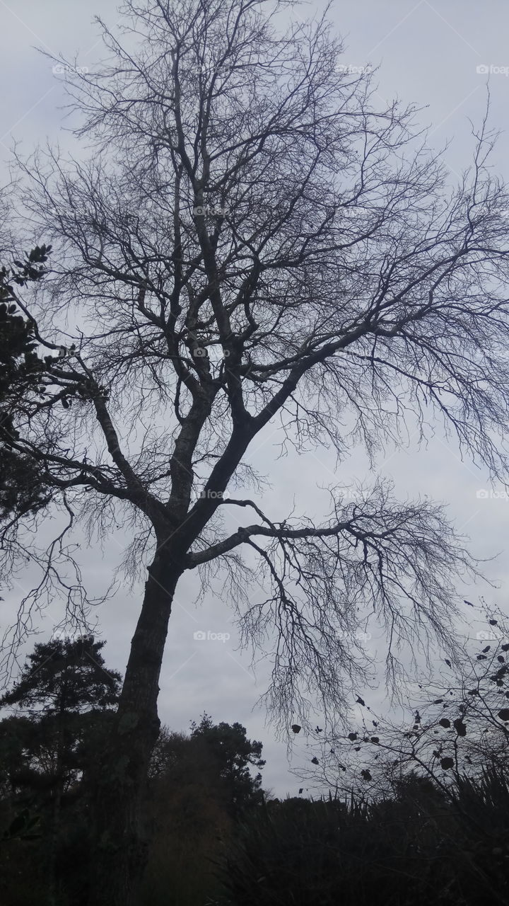 A tree mourning in the dark...North Ireland
