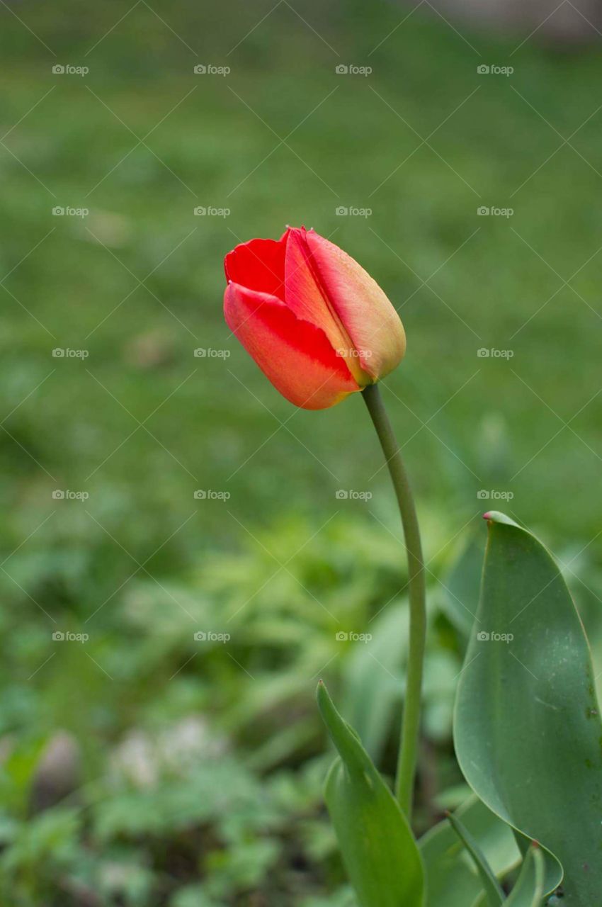 a red tulip