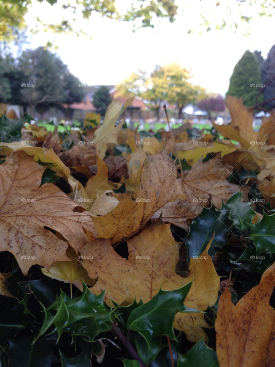 light leaves cold autumn by stuart.best.904