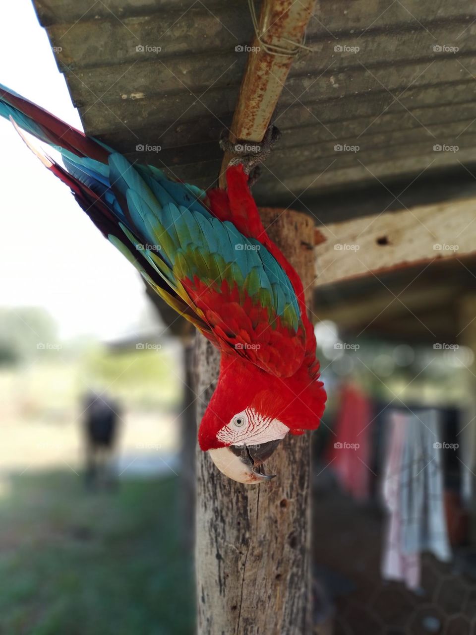 Guacamayo rojo posando
