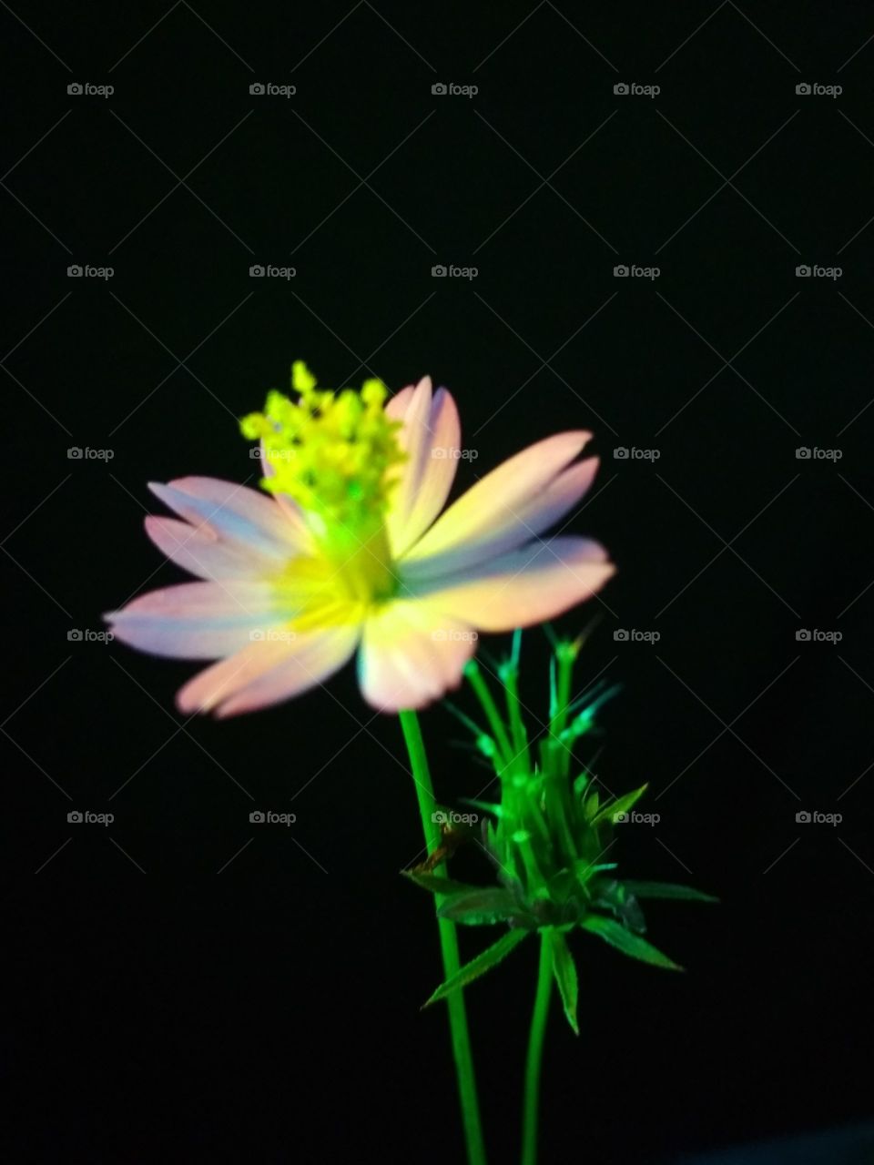 Flower, Nature, No Person, Flora, Summer