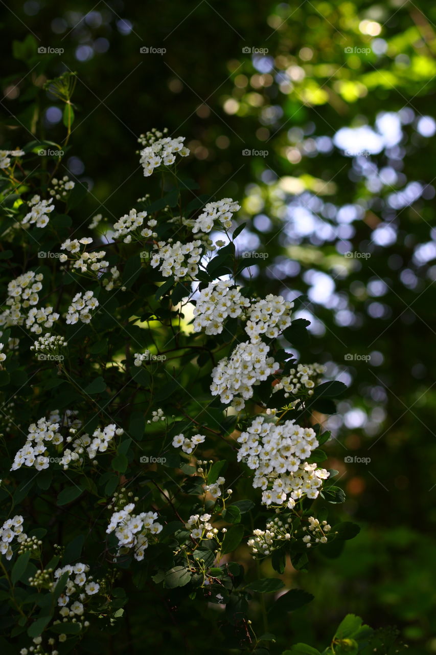 Hecke mit weißen Blumen