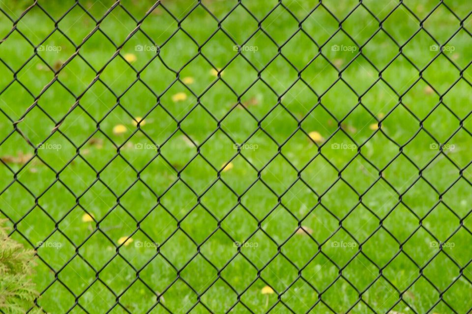 Green, fence , texture