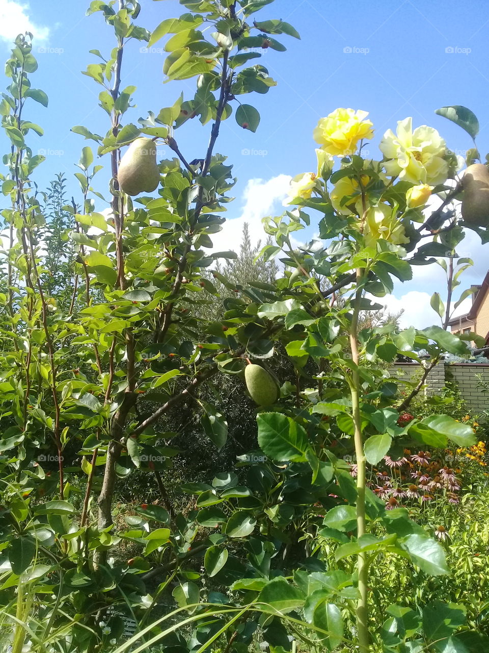 I am found of roses and pears.